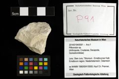 Foto (Objekt + Etiketten) von Pithonoton sp. 